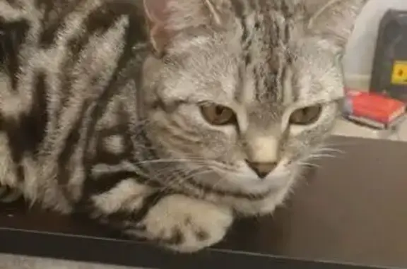 Пропала полосатая кошка, Промысловый 5