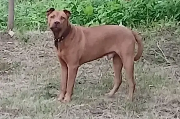 Найдена собака, ул. Строителей, 4Г