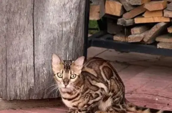 Пропала бенгальская кошка, Чеховская ул.