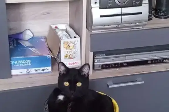 Кошки потеряшки, Овсянка, фото: Потеряшка кошка, СНТ Сплавщик, Овсянка