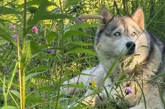 Найдена собака, Дачный переулок, Тула