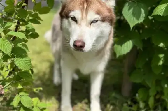Собаки потеряшки, , фото: Потеряшка хаски, Архитектурная ул., 17