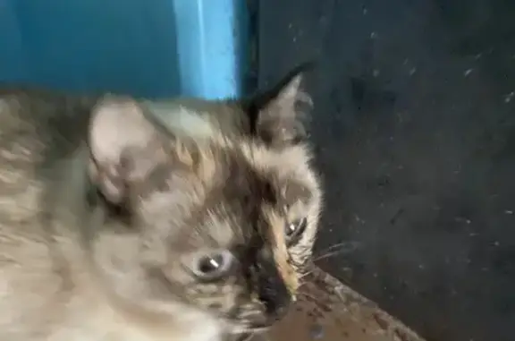 Найдена кошка, Уфа, фото: Кошка найдена: ул. Карла Маркса, 30, Уфа