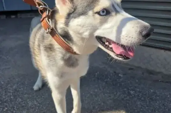 Найдена хаски, Лёни Голикова 19, СПб