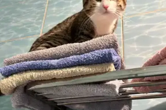 Пропала кошка на АЗС 353, Тобольский тракт