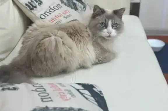 Кошка найдена: Преображенская пл., СПб