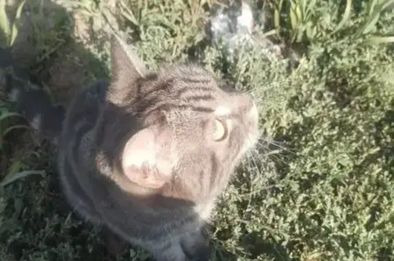 Найдена кошка, Иркутск, фото: Найдена кошка, ул. Юрия Тена, 27, Иркутск