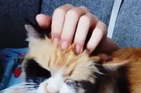Найдена кошка на Вахтангова, 24, Н. Новгород