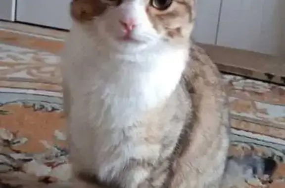 Кошки потеряшки, Ростов-на-Дону, фото: Потеряшка кот, пр. 40-летия Победы, Ростов-на-Дону