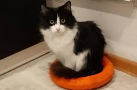 Кошки потеряшки, Каменск-Уральский, фото: Потеряшка кошка, Свердловская 2, Каменск