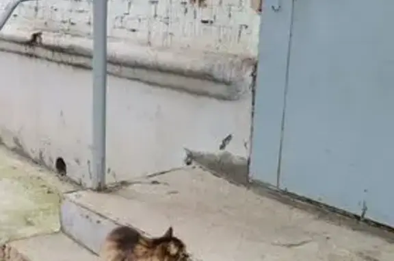 Найдена кошка, Пермь, фото: Кошка найдена, ул. Ленина 75, Пермь