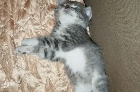 Пропала кошка, ул. Пушкина 17, Людиново