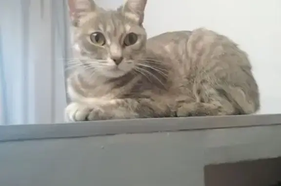 Пропала кошка, Совхозная ул. 12, Чердынь