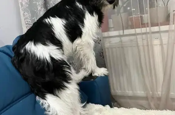 Собаки потеряшки, Травянское, фото: Потеряшка собака, переулок Карла Маркса, 1