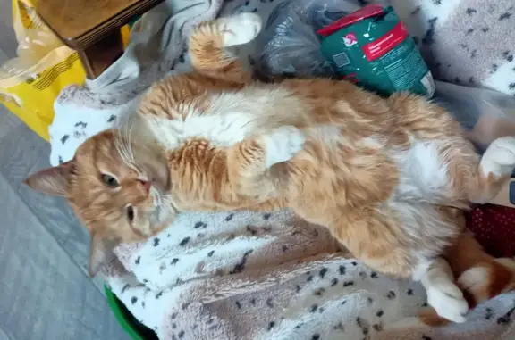 Кошки потеряшки, Раевская, фото: Потеряшка кошка, ул. Медведева 27, Раевская