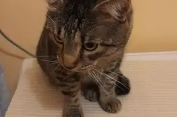 Найдена кошка, Минск, фото: Найдена кошка, ул. Мазурова 20, Минск