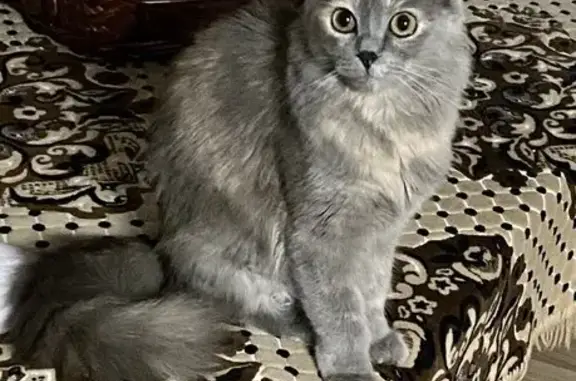 Пропала кошка, ул. Пушкина 125, Луховицы
