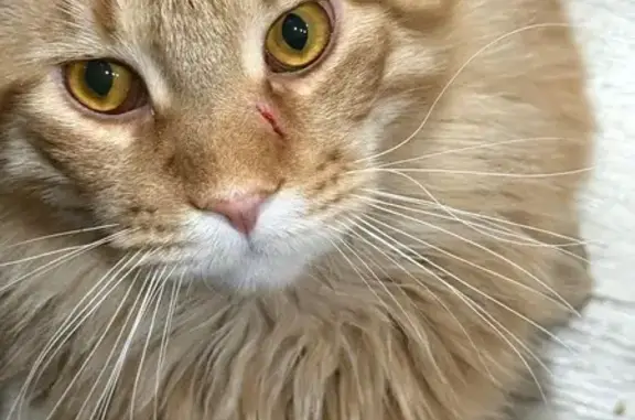 Пропала кошка, ул. Металлистов, Кыштым