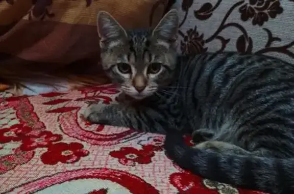 Объявления о пропавших и найденных животных, Сорочинск, фото: Кошка найдена: ул. Менделеева, 46, Сорочинск