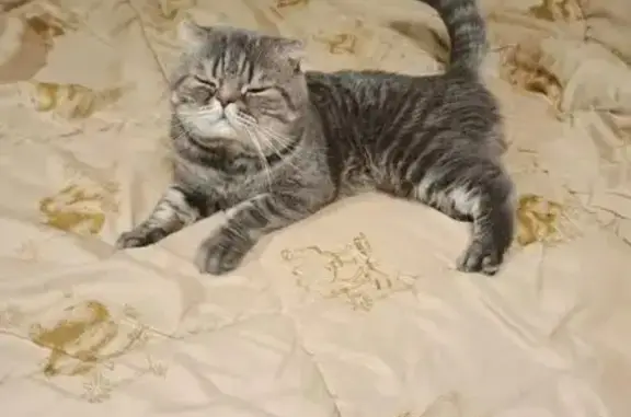 Объявления о пропавших и найденных животных, Гуково, фото: Пропала кошка, ул. Карла Маркса, 33, Гуково