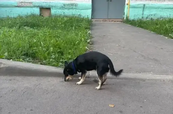 Найдена собака, , фото: Собака найдена в Березняках, Сергиев Посад