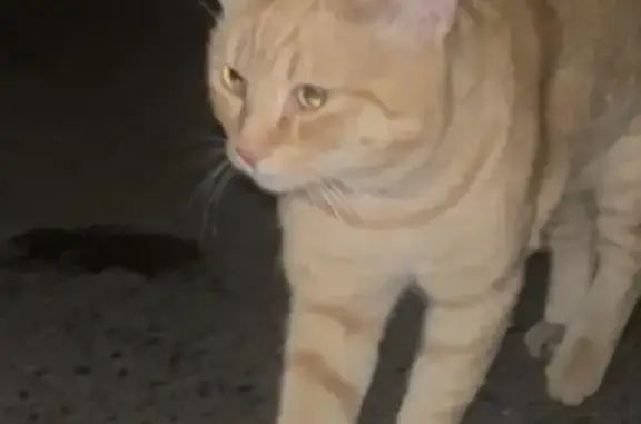 Рыжий кот найден: ул. Ивана Черных, 66, Томск