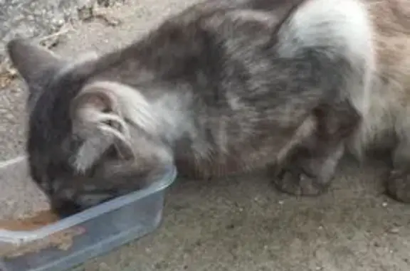 Кошка найдена на проспекте Дзержинского