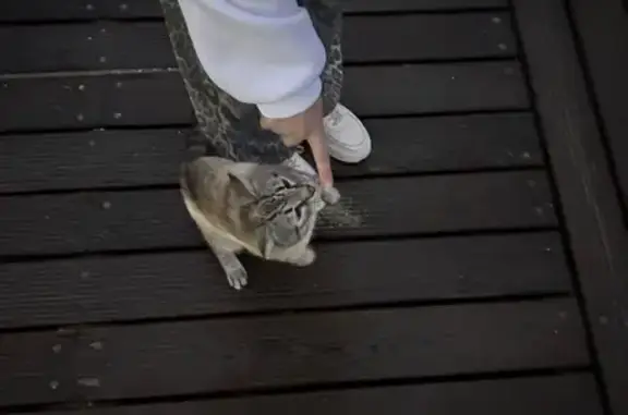 Найдена кошка, Сысерть, фото: Кошка найдена: ул. Быкова, 62, Сысерть