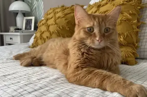 Кошки потеряшки, Очёр, фото: Потеряшка кошка, Полевая 163А, Очёр