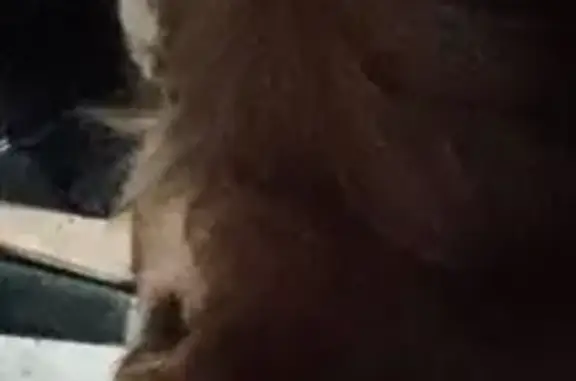 Собаки потеряшки, , фото: Потеряшка собака, Пионерская 36, Вольное