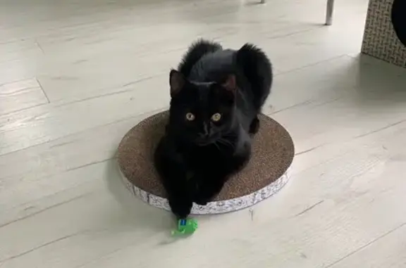 Пропала кошка, ул. Полярная 10, Архангельск