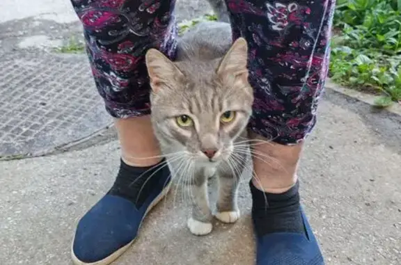 Найдена кошка, Рязань, фото: Найдена кошка, Татарская ул. 87, Рязань