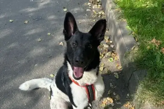 Найдена собака, Санкт-Петербург, фото: Найдена собака у Зины Портновой, 36.