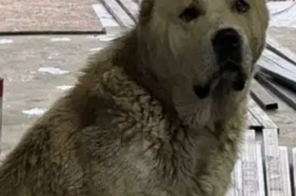 Найдена собака, , фото: Найден алабай, ул. Ленина, 6А, Прохладный