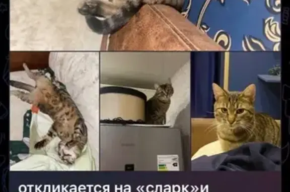 Пропала кошка, Моховая ул., Москва