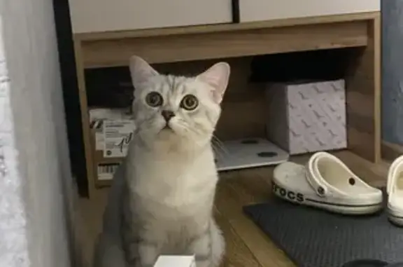 Найдена кошка, Хабаровск, фото: Кошка найдена на Восточном шоссе, 50