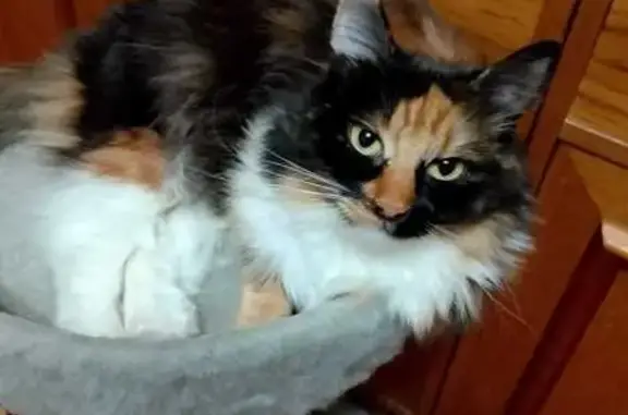 Пропала кошка, Зелёная ул., 19, Заречный