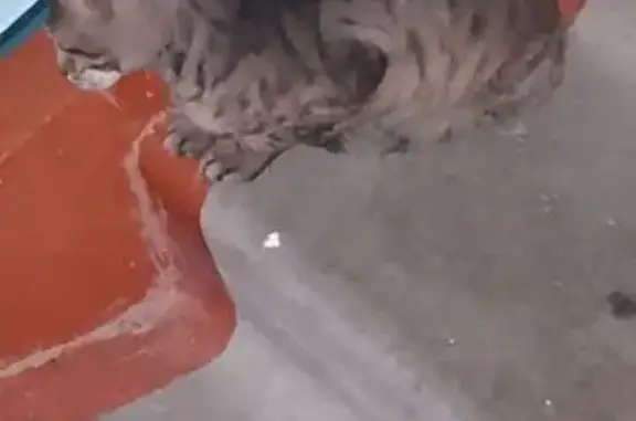 Найдена кошка на Малой Боровской, 38