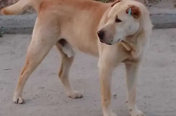 Собака найдена: Автотранспортная, Волгоград