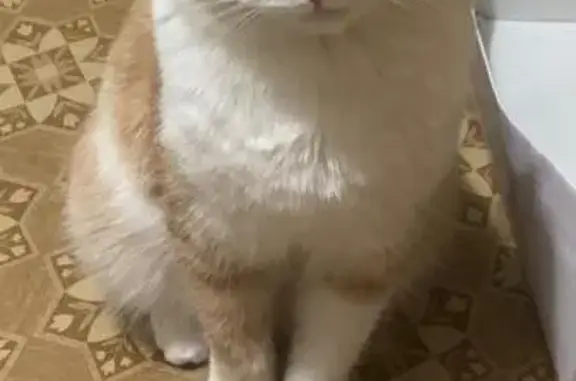 Кошки потеряшки, Коломна, фото: Потеряшка кошка, ул. Добролюбова 17, Коломна