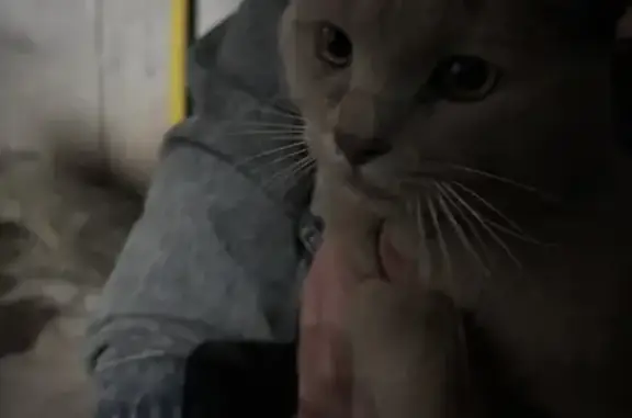 Найдена кошка, Уфа, фото: Найдена кошка, пр. Октября 130, Уфа