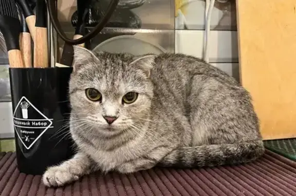 Найдена кошка, Саратов, фото: Кошка найдена: ул. Панфилова, 7, Саратов