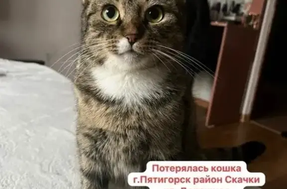 Пропала кошка, Дорожная ул. 6, Пятигорск