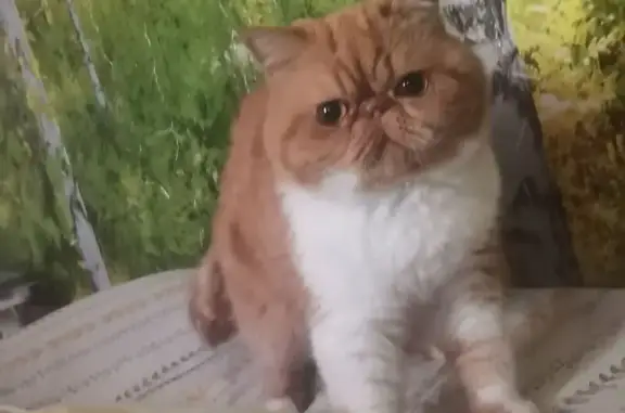 Кошки потеряшки, Воронеж, фото: Потеряшка кошка, Ленинградская 55, Воронеж