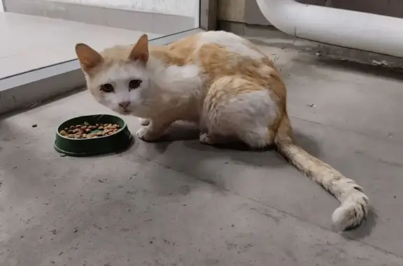 Найдена кошка, Ставрополь, фото: Кошка найдена: Ставрополь, Доваторцев 13