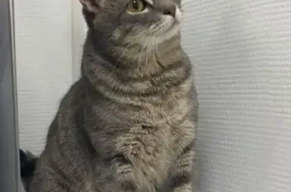 Пропала кошка, ул. Кондратюка, 12, Москва