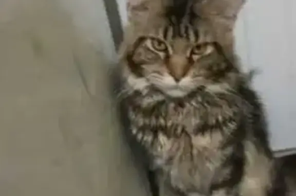 Пропала кошка, Чебоксары, ул. Бичурина, 8