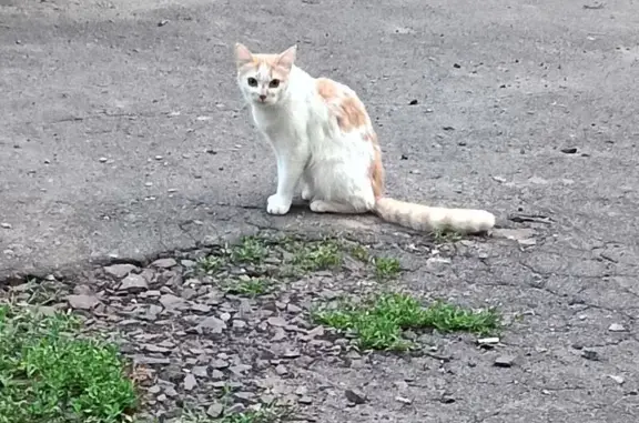 Кошка найдена на ул. Радищева, Курск