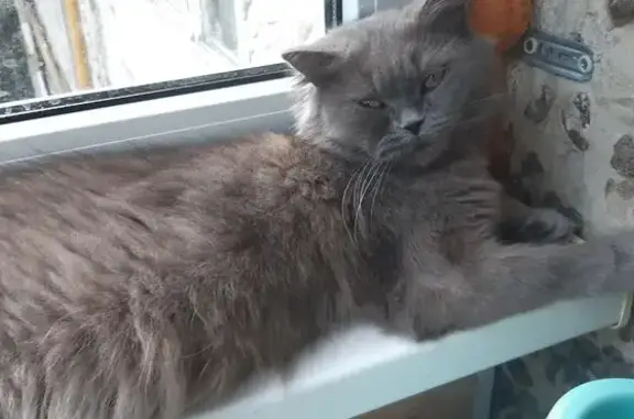 Найдена кошка, пр. Строителей, 30, Смоленск