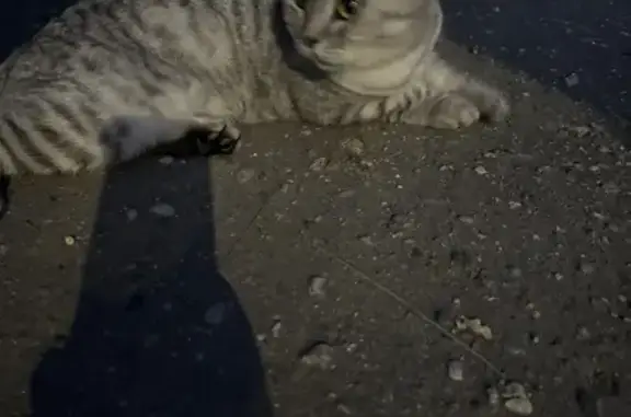 Кошка найдена: Осенняя ул., 24, Кострома